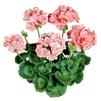 Geranium Zonal pelargonium zonale 'Classic Mosaic Red'