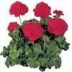 Geranium Zonal pelargonium zonale 'Rocky Mountain Royal Red'