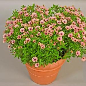 Osteospermum ecklonis 'Tradewinds Terracotta Imp.'