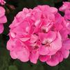 Geranium Zonal pelargonium zonale 'Tango Deep Pink'