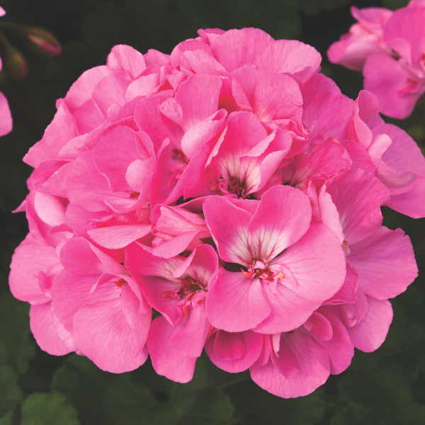 Geranium Zonal pelargonium zonale 'Tango Deep Pink'