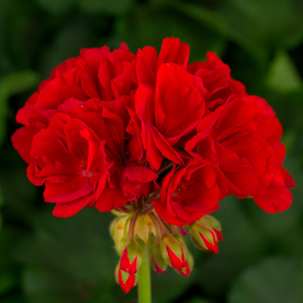 Geranium Zonal pelargonium zonale 'Tango Deep Red'