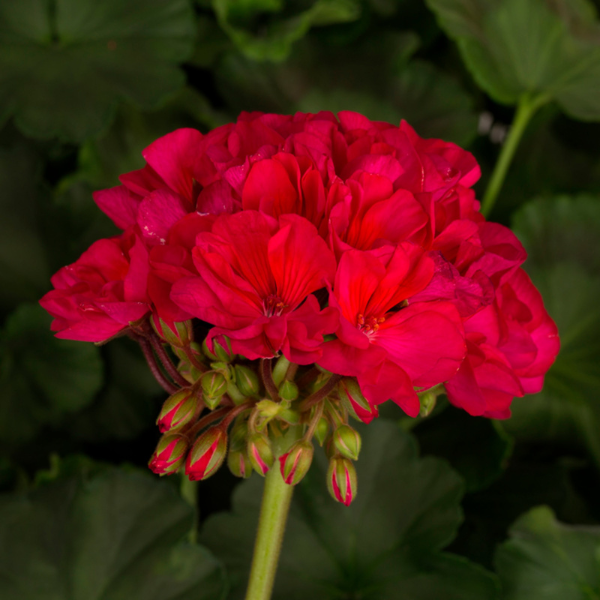 Geranium Zonal pelargonium zonale 'Tango Neon Purple'