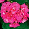Geranium Zonal pelargonium zonale 'Tango Rose Splash'