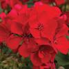 Geranium Zonal pelargonium zonale 'Tango Velvet Red Imp'