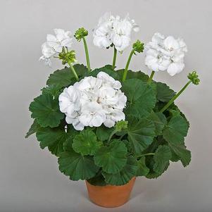 Geranium Zonal pelargonium zonale 'Tango White'