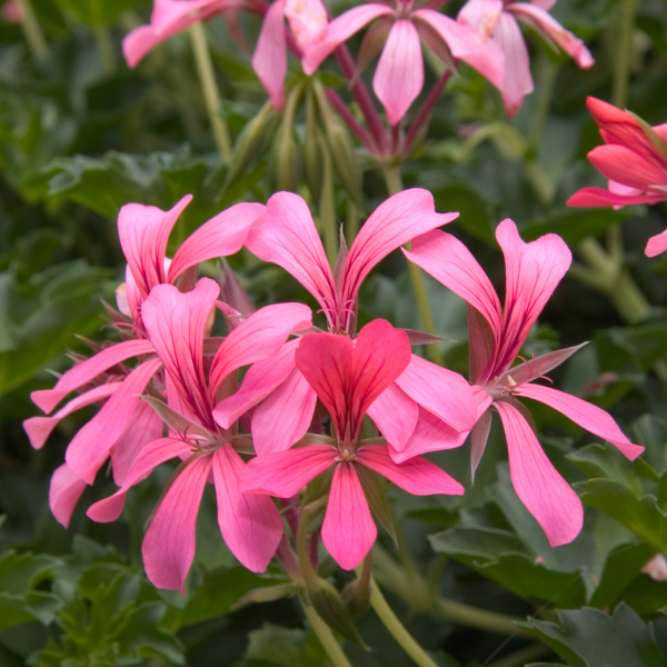 Geranium Ivy pelargonium peltatum 'Cascade Sofie'