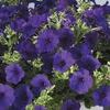 Petunia 'Whispers Blue'