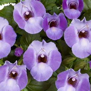 Torenia hybrida 'Blue Moon'