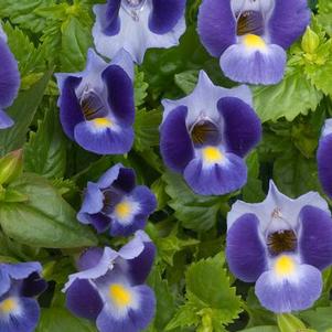 Torenia hybrida 'Indigo Moon'