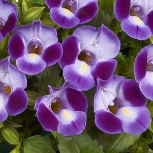 Torenia hybrida 'Purple Moon'