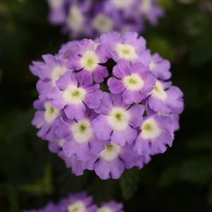 Verbena hybrida 'Blues Lavender with Eye'