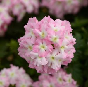 Verbena hybrida 'Blues Light Pink with Eye'