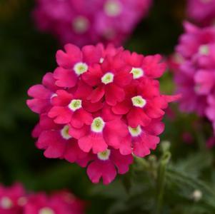 Verbena hybrida 'Blues Magenta with Eye'