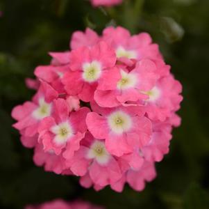 Verbena hybrida 'Blues Rose with Eye'