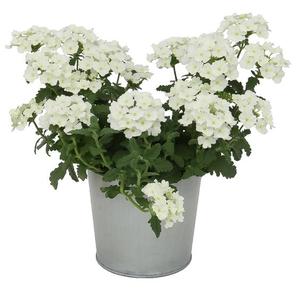 Verbena hybrida 'Blues White '20'