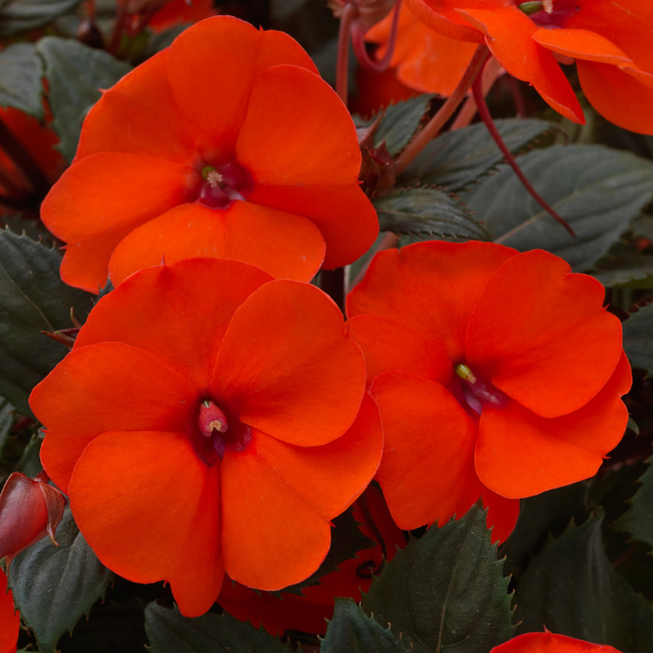 SunPatiens hybrida 'Compact Hot Coral'