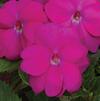 SunPatiens hybrida 'Compact Neon Pink'