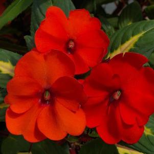 SunPatiens hybrida 'Vigorous Tropical Orange'