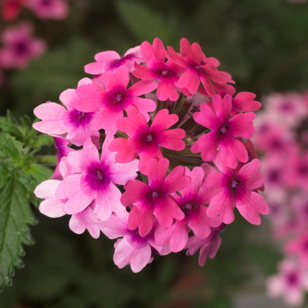 Verbena hybrida 'Lanai Bright Eye'