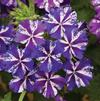 Verbena hybrida 'Lanai Purple Star'