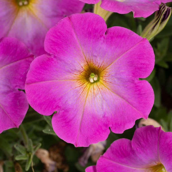 Petunia hybrida 'Cascadias Fantasy Hot Pink'