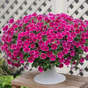 Petunia hybrida 'Cascadias Rim Chianti'