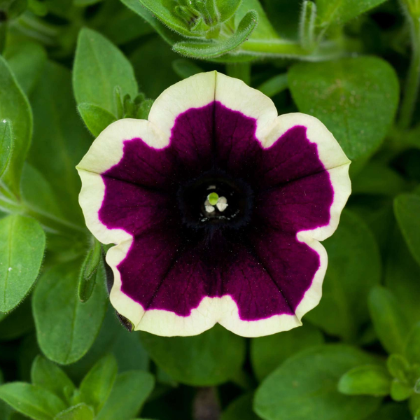 Petunia hybrida 'Cascadias Rim Magenta'