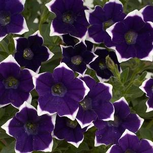 Petunia hybrida 'Cascadias Rim Violet'
