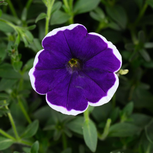 Petunia hybrida 'Cascadias Rim Violet'