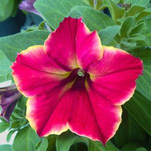 Petunia hybrida 'Crazytunia Mandeville'