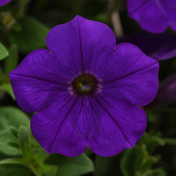 Petunia hybrida 'Headliner Blue'