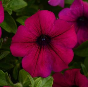 Petunia hybrida 'Headliner Electric Purple'