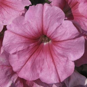 Petunia hybrida 'Headliner Pink Vein'