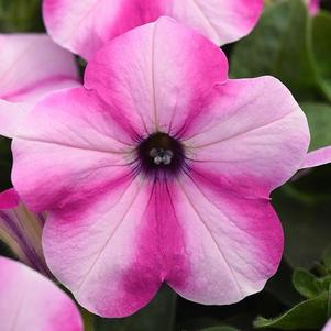 Petunia hybrida 'Headliner Raspberry Star'