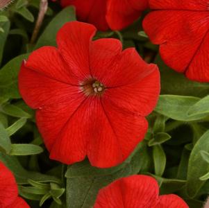 Petunia hybrida 'Headliner Red'