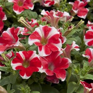 Petunia hybrida 'Headliner Red Star'