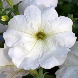 Petunia hybrida 'Headliner White'