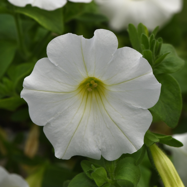 Petunia hybrida 'Headliner White'