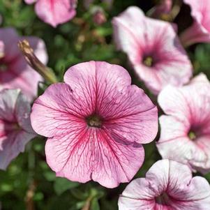 Petunia hybrida 'Headliner White Rose Vein'