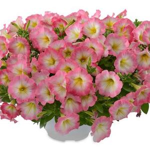 Petunia hybrida 'Ray Pink Halo'