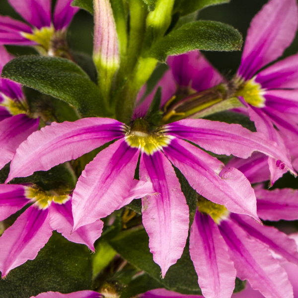 Fan Flower