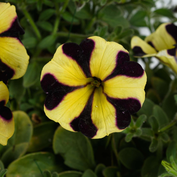 Petunia hybrida 'Ray Sunflower'