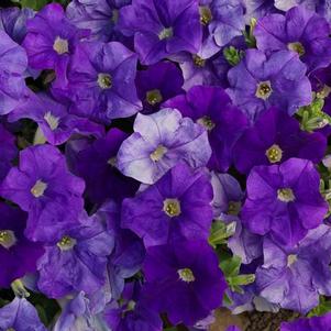 Petunia hybrida 'Sanguna Light Blue'