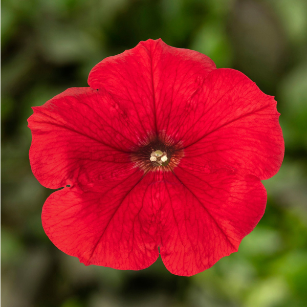 Petunia hybrida 'Sanguna Red'