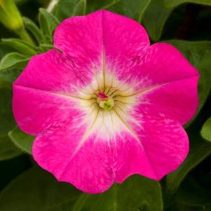 Petunia hybrida 'Sanguna Patio Pink Morn'