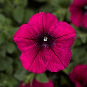 Petunia hybrida 'Sanguna Patio Purple'