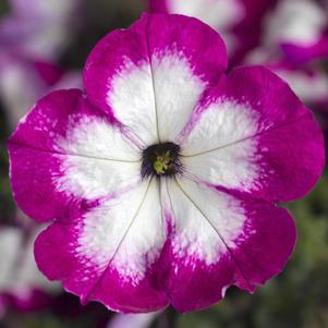 Petunia hybrida 'Sanguna Patio Radiant Rose'