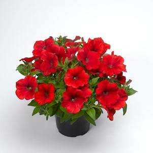 Petunia hybrida 'Sanguna Patio Red'
