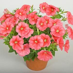 Petunia hybrida 'Sanguna Patio Salmon'